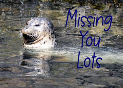 Send this "Seals" Missing You card w/ your own handwriting by mail directly from Signed. No need to leave your house. Do it all online for $7.99!