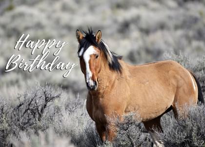 Send this &quot;Horses and Simply Happy Birthday&quot; Birthday card w/ your own handwriting by mail directly from Signed. No need to leave your house. Do it all online for $7.99!