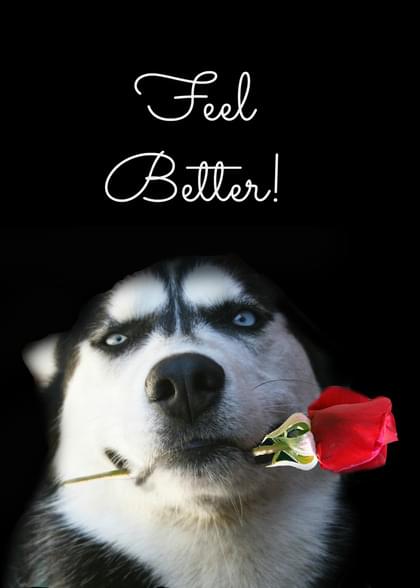 Send this "Dogs and Roses" Get Well (General) card w/ your own handwriting by mail directly from Signed. No need to leave your house. Do it all online for $7.99!