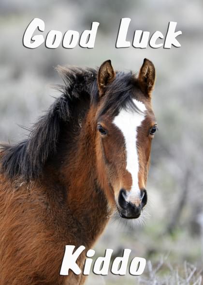 Send this "Horses and Simply Happy Birthday" Best Wishes/Good Luck card w/ your own handwriting by mail directly from Signed. No need to leave your house. Do it all online for $7.99!