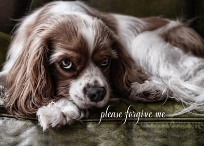 Spaniels Apology Card with your own Handwriting. Salon Of Art for ...