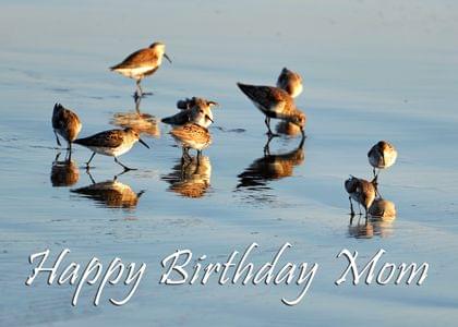 Send this &quot;Sand Pipers and Beach&quot; Birthday card w/ your own handwriting by mail directly from Signed. No need to leave your house. Do it all online for $7.99!