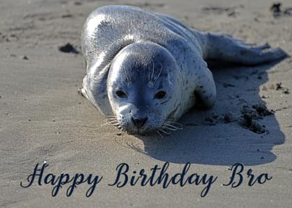 Send this "Seals and Ocean" Birthday card w/ your own handwriting by mail directly from Signed. No need to leave your house. Do it all online for $7.99!