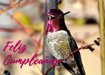Feliz Cumpleaños