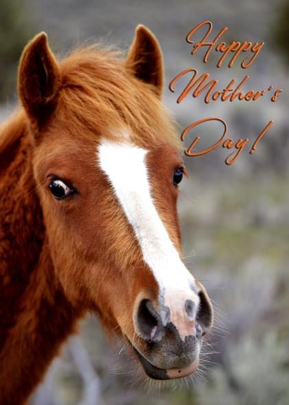 Send this "Horses and Simply Happy Birthday" Mother's Day card w/ your own handwriting by mail directly from Signed. No need to leave your house. Do it all online for $7.99!