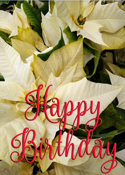 Send this "Poinsettias and Simply Happy Birthday" Birthday card w/ your own handwriting by mail directly from Signed. No need to leave your house. Do it all online for $7.99!