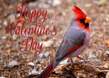 Send this "Cardinals and Simply Happy Birthday" Valentine's Day card w/ your own handwriting by mail directly from Signed. No need to leave your house. Do it all online for $7.99!