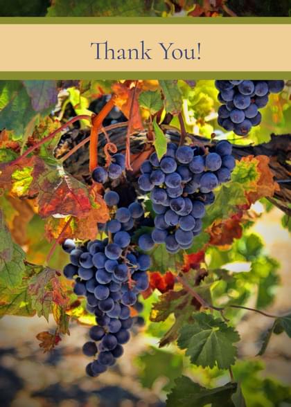Send this "Vineyards and Grape Vines" Thank You (General) card w/ your own handwriting by mail directly from Signed. No need to leave your house. Do it all online for $7.99!