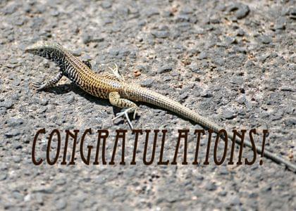 Lizards and Simply Happy Birthday Congratulations Card with your own ...