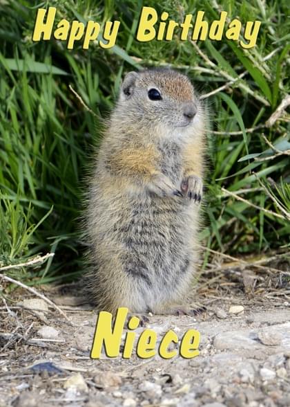 Happy Birthday Niece