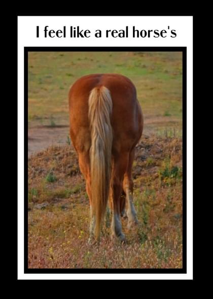 Send this "Horses" Apology card w/ your own handwriting by mail directly from Signed. No need to leave your house. Do it all online for $7.99!