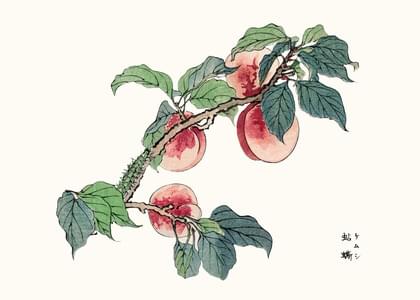 Send this "Fruits" Birthday card w/ your own handwriting by mail directly from Signed. No need to leave your house. Do it all online for $7.99!