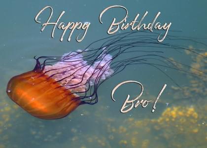 Send this "Jellyfish and Simply Happy Birthday" Birthday card w/ your own handwriting by mail directly from Signed. No need to leave your house. Do it all online for $7.99!