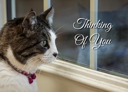 Cats Thinking Of You Card with your own Handwriting. Timeless Moments