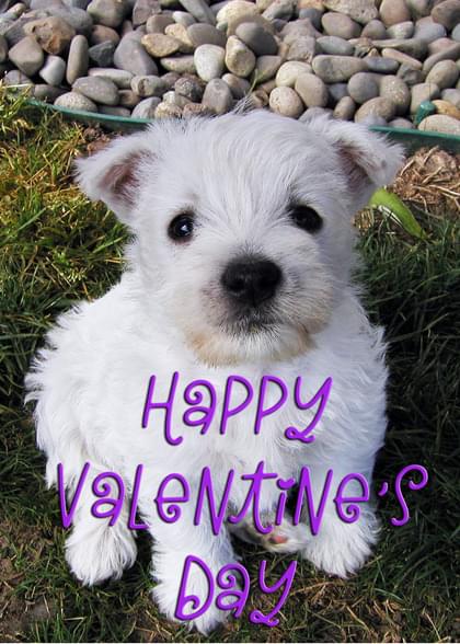 Send this "Westie" Valentine's Day card w/ your own handwriting by mail directly from Signed. No need to leave your house. Do it all online for $7.99!