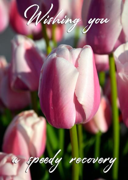 Send this "Tulips" Get Well (Other) card w/ your own handwriting by mail directly from Signed. No need to leave your house. Do it all online for $7.99!